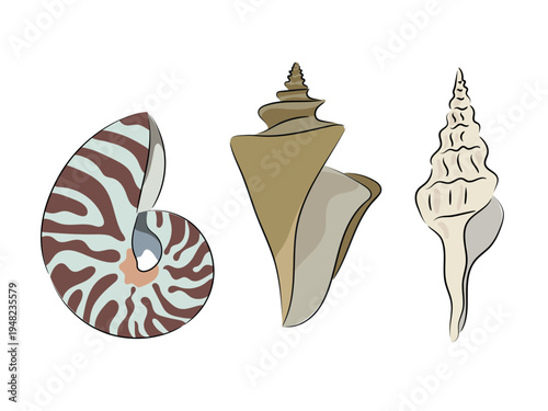 A collection of seashells, nautiluses, conchs, and spiral shells. Flat vector illustrations of seashells isolated on white background. Hand drawn, scribble.