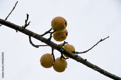Apples hanging on tree branch against sky