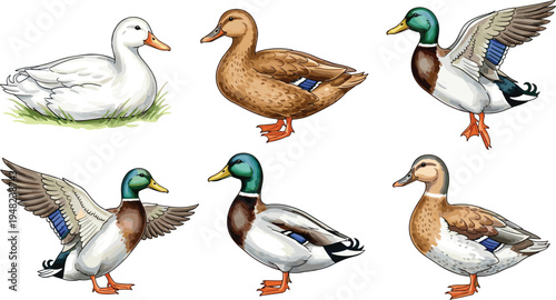 Detailed collection of mallard and white duck species in various standing and flying poses