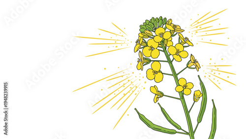 Vibrant illustration of a blooming canola or rapeseed plant with bright yellow flowers and green seed pods for vegetable oil production.