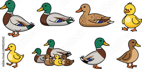 Set of European wild birds featuring woodpecker swallow pigeon and songbirds