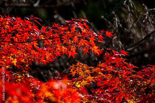 Photos Vibrant Red Maple Leaves (Momiji) Shined by Autumn Sunlight in a Traditional Jap