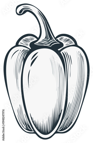 Engraved Sweet Pepper Illustration in Black and White for Culinary and Agricultural Designs