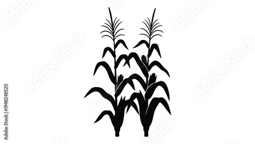 A black silhouette of a plant with long leaves and stems on a white background, representing a simple yet elegant botanical illustration of a tropical or grassy plant species