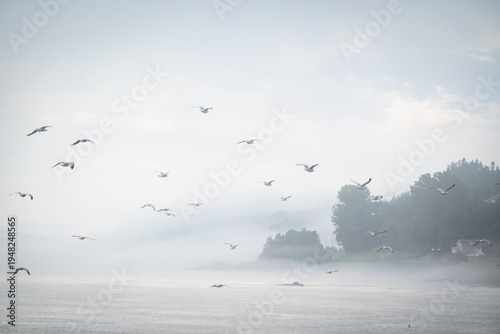 A serene view of seagulls soaring through the mist above a tranquil sea, creating a sense of peace and freedom in a beautifully foggy environment.