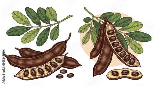 Detailed botanical drawing of carob tree branches with green leaves, brown pods, and dark edible seeds on white.