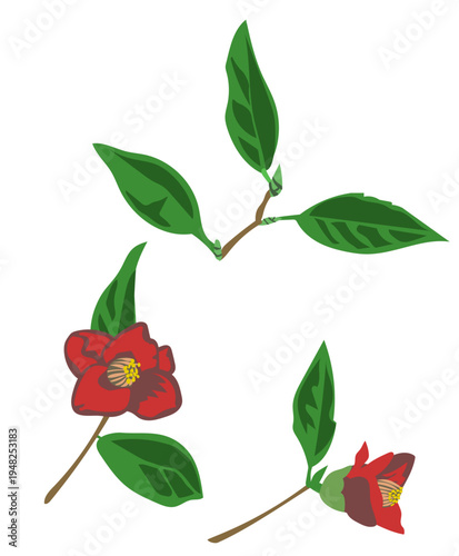 和風な椿の花のベクターイラスト