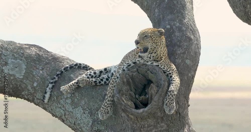 Male leopard relaxing on tree branch seen at central Serengeti, Tanzania