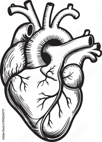 Anatomical illustration of the human heart with its chambers and major blood vessels