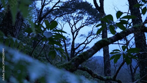 Wallpaper Mural A vibrant green fern frond glistening with fresh water droplets in a muted, cinematic forest setting at twilight. Torontodigital.ca