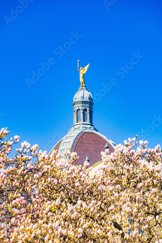 King Tomislav square in Zagreb, Croatia, springtime magnolia blossom