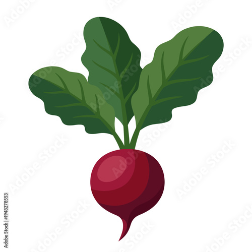 A colorful illustration of a fresh radish with vibrant green leaves, emphasizing organic produce's appeal and health benefits, suitable for culinary and agricultural contexts.