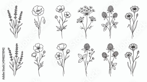 Collection of hand drawn minimalist wild flower sketches including lavender and poppy line art on white background, concept for botanical wedding invites, organic packaging and floral logos