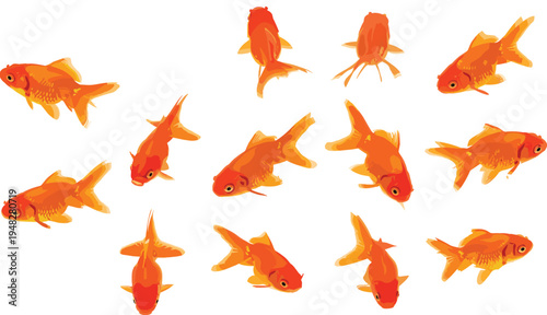 Goldfish swimming set in multiple angles hand drawn ornamental aquarium fish collection detailed aquatic animal vector illustration