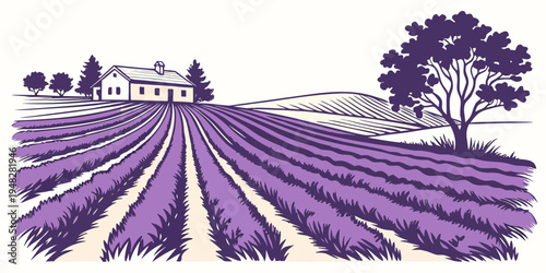 a purple field of lavender with a house and tree Vector