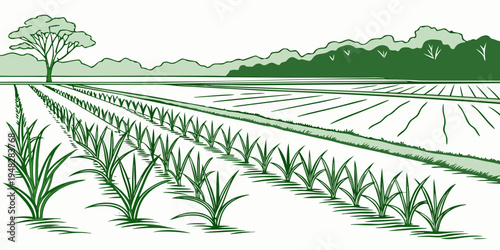 a green illustration of a field with rows of crops Vector