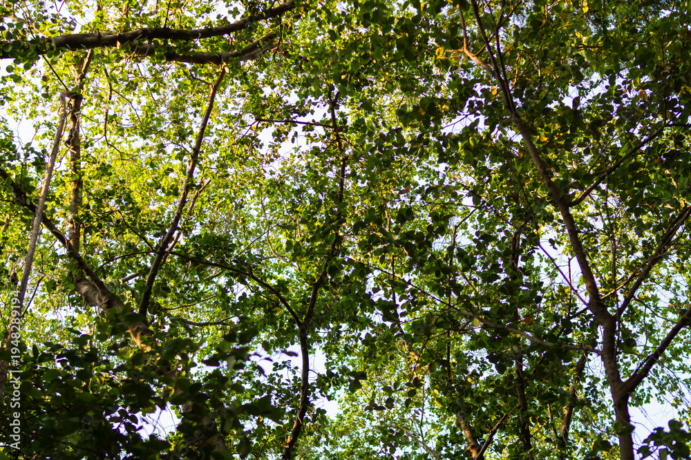 Fototapeta premium Nature's canopy exploring forests trees underneath lush greenery upward perspective