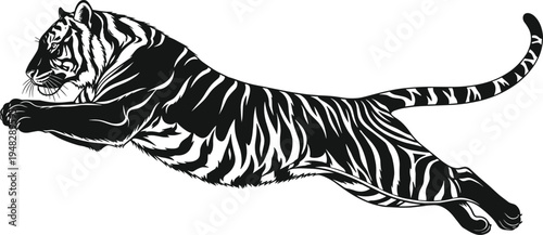 Jumping tiger vector illustration, wild animal jumping, powerful predator, black and white tiger, tribal tattoo design, roaring tiger, wildlife