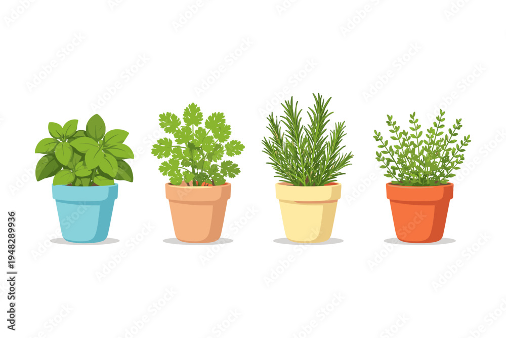 Obraz premium Four potted herbs including basil, cilantro, rosemary, and thyme on a white background