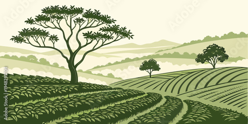 a tea plantation with trees on a hill Vector