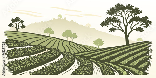 a green tea plantation on a hillside with trees Vector