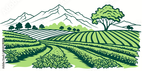 a green tea plantation with mountains in the background Vector