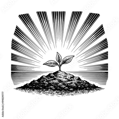 Seedling sprout in soil with sun rays vector engraving style on white isolated background for growth concept poster design