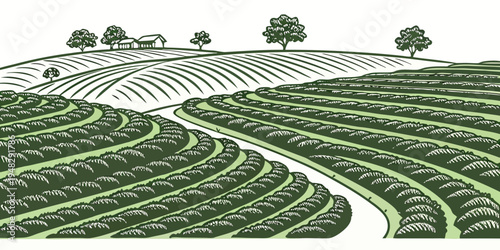 a green tea plantation with trees on a hill Vector