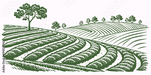 a green field with rows of crops and trees Vector
