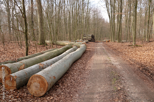 Buche - Langholz liegt am Waldrand