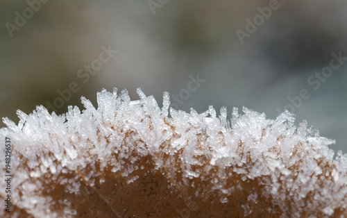 close up of a frozen plant