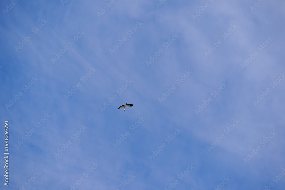 Obraz premium Looking up to white stork bird of prey up in the sky at Swiss village of Niederglatt on a late winter day. Photo taken March 13th, 2026, Nöschikon Niederglatt, Switzerland.
