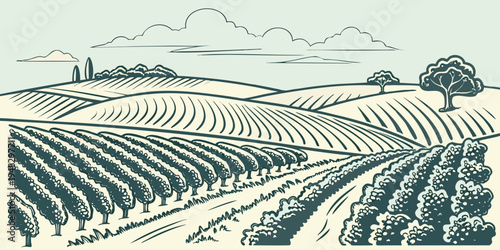 a sketch of a vineyard with rows of grapevines Vector