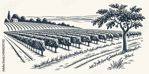 a black and white drawing of a vineyard with a tree Vector