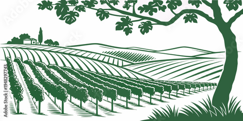 vineyard with a tree on a hill Vector