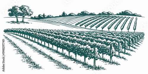 a green illustration of a vineyard with rows of grapevines Vector