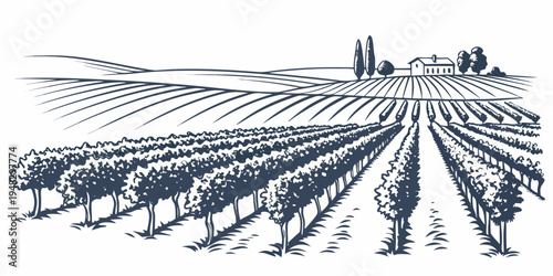 a vineyard with rows of grapevines and a farmhouse in the background Vector