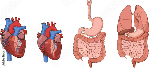 Cartoon human organs including heart, lungs, stomach, and intestines symbolizing anatomy and medical education design
