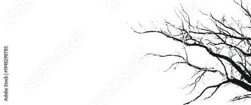 Bare tree branches against a white background