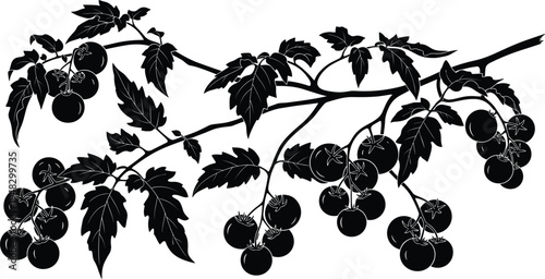 Tomato Plant Branch Silhouette with Leaves and Cherry Tomatoes on Vine Botanical Vegetable Illustration for Organic Farming, Garden Design, Food Packaging, and Agriculture Graphics