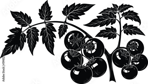 Tomato Plant Silhouette with Leaves and Ripe Tomatoes on Vine Botanical Garden Vegetable Illustration for Organic Farming, Agriculture Design, Food Labels, and Packaging