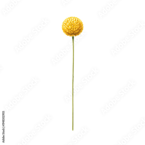 A watercolor illustration of a billy button flower stem for botanical designs, floral arrangements, and minimalist nature illustrations.