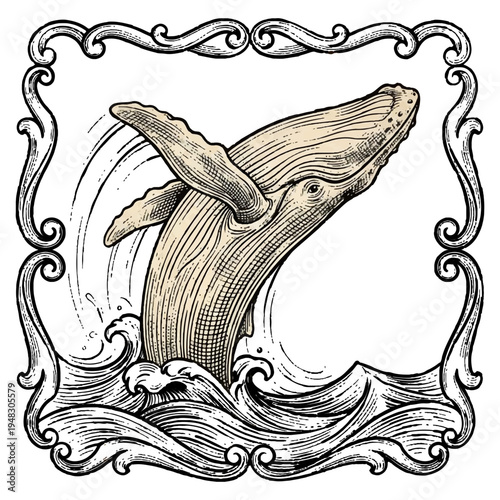 Vintage Whale Sketch
