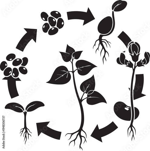 Set of 7 plant growth icons vector