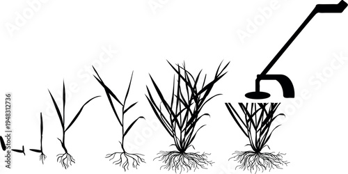 Black silhouette of growth stages of lawn grass (Perennial ryegrass or Lolium perenne) plant development from seed germination to tillering and mowing. Life cycle of lawn grass isolated on white backg