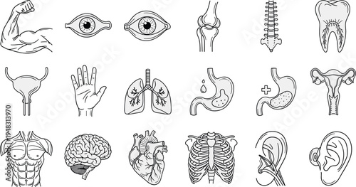 Human Body Anatomy Line Icon Set Brain Heart Lungs Eye Ear Spine Medical Outline Vector Illustration