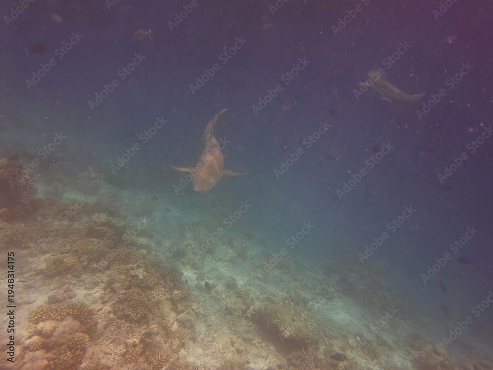 Obraz premium Rasdhoo, Maldivas