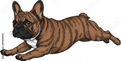 Hand drawn vector illustration of brindle French Bulldog lying down stretching on white background cute pedigree dog pet animal isolated graphic design