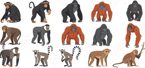 Primate Animal Cartoon Collection with Gorilla Chimpanzee Orangutan Baboon and Lemur Characters for Wildlife Education, Zoo Design, Safari Illustration, and Kids Learning