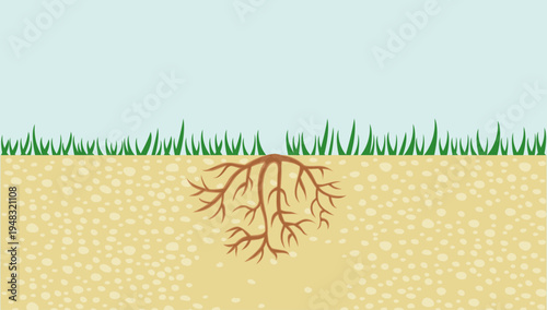 Soil cross section with grass roots underground ecosystem illustration vector artwork design for nature education graphics